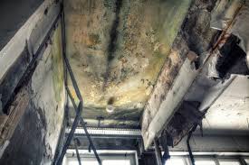 Best Emergency Mold Remediation  in Millcreek, UT